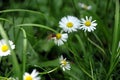 Hoverfly on a white camomile. Royalty Free Stock Photo