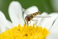 Hoverfly in white daisy flower Royalty Free Stock Photo