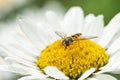 Hoverfly in white daisy flower Royalty Free Stock Photo