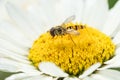 Hoverfly in white daisy flower Royalty Free Stock Photo