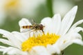 Hoverfly in white daisy flower Royalty Free Stock Photo