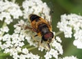 Hoverfly on a white flower Hogweed Royalty Free Stock Photo