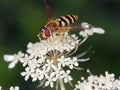 Hoverfly Epistrophe grossulariae on a white flower Hogweed Royalty Free Stock Photo