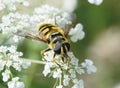 Hoverfly on a white flower Hogweed