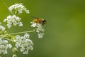 Hoverfly in wild nature with blurred green background Royalty Free Stock Photo