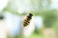 Hoverfly on a window Royalty Free Stock Photo