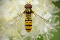 Hoverfly with wings spread Royalty Free Stock Photo