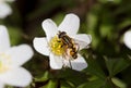 Hoverfly on Wood Anemone Royalty Free Stock Photo