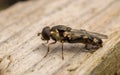 A Hoverfly on wood Royalty Free Stock Photo