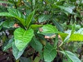 A hoverfly (Eupedes luniger Meigen) crawling on a green leaf amidst lush plants. Royalty Free Stock Photo