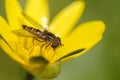 Hoverfly on yellow flower Royalty Free Stock Photo