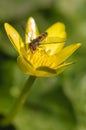 Hoverfly on yellow flower Royalty Free Stock Photo