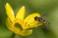 Hoverfly on yellow flower Royalty Free Stock Photo