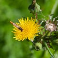 Hoverfly on yellow flower close up Royalty Free Stock Photo