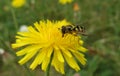 Hoverfly on yellow flower, closeup