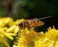 Hoverfly on yellow flower Royalty Free Stock Photo