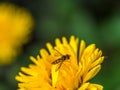 Hoverfly on a yellow flower