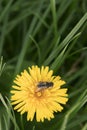 Hoverfly on a yellow flower