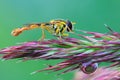 Hoverfly, yellow fly on the ear