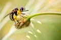 Hoverfly, yellow fly on the ear