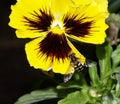 Hoverfly on a yellow pansy