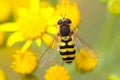 Hoverfly on Ragwort.