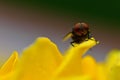 Hoverfly on rose flower petals Royalty Free Stock Photo