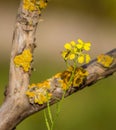 Hoverfly on yellow Wallflower Royalty Free Stock Photo