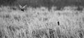 Hovering above the wetlands