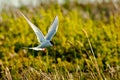 Hovering Arctic Tern