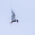 Hovering Arctic Tern