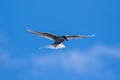 Hovering Arctic tern, hunting in the polar skies