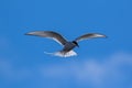 Hovering Arctic tern, hunting in the polar skies