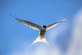 Hovering Arctic tern