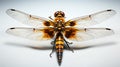 the hovering behavior of a dragonfly wings and slender body against a simple background Royalty Free Stock Photo