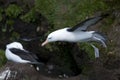 Hovering Black-browed Albatross