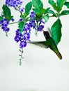 Hovering Broad-Billed Hummingbird sipping nectar from a floret