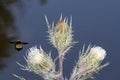 Hovering Bumble Bee near Thistle