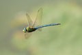 Hovering dragonfly Royalty Free Stock Photo