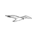 Hovering gull bird with outspread wings, ink pen sketch, The common soaring seagull mew gull, Royalty Free Stock Photo