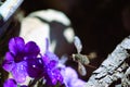 Hovering hawk moth drinking nectar over purple flower. Royalty Free Stock Photo