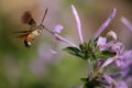 Hovering hawk moth drinking nectar on purple flower\'s. Royalty Free Stock Photo