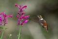 Hovering hummingbird