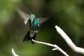 Hovering Hummingbird landing