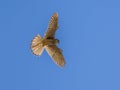 Hovering Kestrel Royalty Free Stock Photo