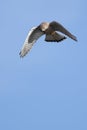 Hovering kestrel preparing to dive down Royalty Free Stock Photo