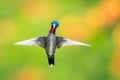 A hovering Long-billed Starthroat hummingbird, Heliomaster longirostris, with vibrant colors Royalty Free Stock Photo