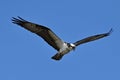 Hovering Osprey Royalty Free Stock Photo
