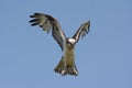 Hovering Osprey Mid Air Highlight