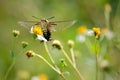 Hovering The Pellucid Hawk Moth (Cephonodes hylas) on the flower Royalty Free Stock Photo